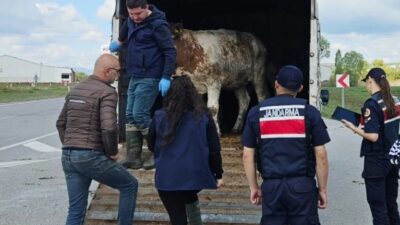 Geçim kaynağınız olan hayvanlarınızı emek hırsızlarına kaptırmayın!