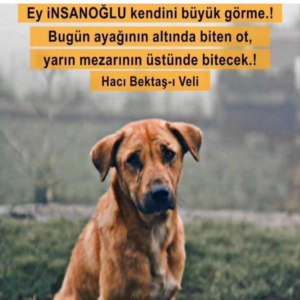 DOHADERN Kütahya İl Temsilcisi Necdet Demirat’tan Sert Çıkış: “Sokak Canlarına Yapılan Zulüm, İnsanlığa İhanettir!”
