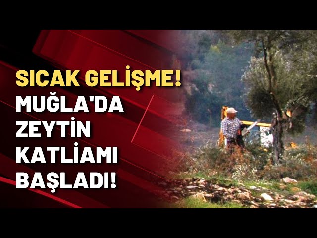 Muğla’da Zeytin Kıyımı: Bir Ağacın Değil, Bir Geleceğin Katli