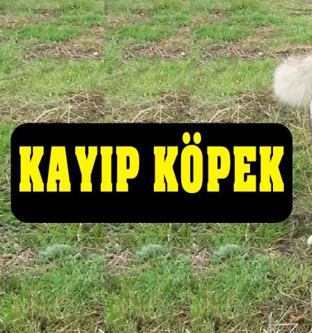 KAYIP KÖPEK DUYURUSU – Lütfen Paylaşalım!