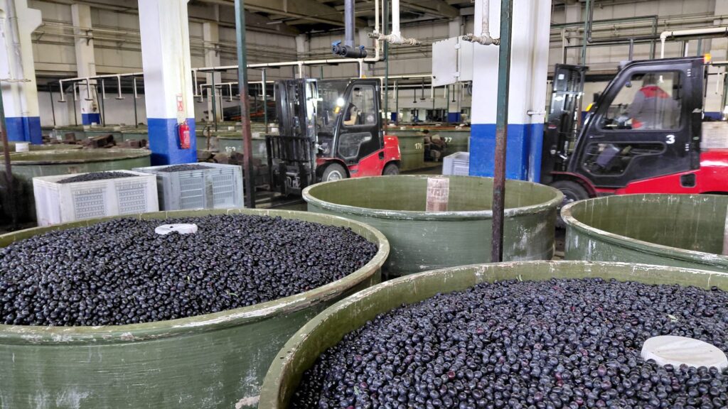 İYİ Parti İznik Teşkilatı’ndan Marmarabirlik’e Ziyaret: “Zeytinde Güçlü İznik Vurgusu”