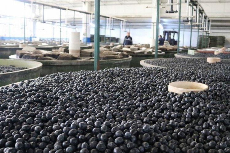 Marmarabirlik sofralık zeytin alım miktarını bir önceki yılın üzerinde planladı