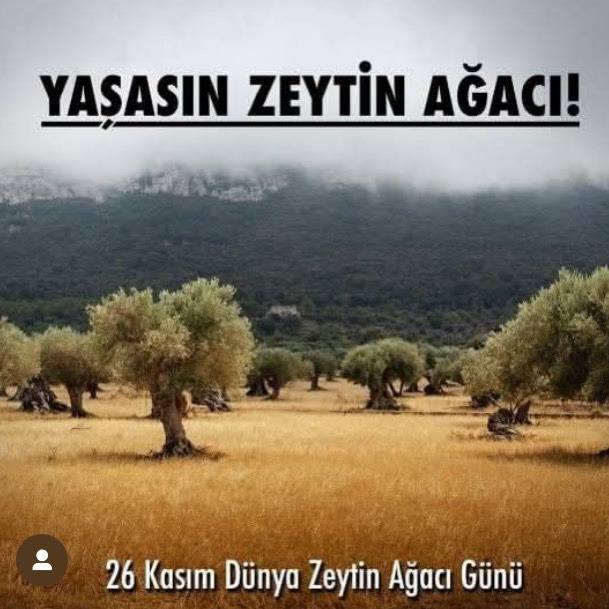ZEYTİN AĞACI BARIŞIN SİMGESİDİR SOYGUNCULARA MALZEME YAPILAMAZ.