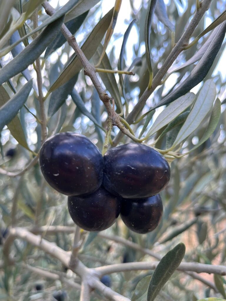 “ÇİFTÇİNİN EMEĞİ PEŞKEŞ ÇEKİLEMEZ!”