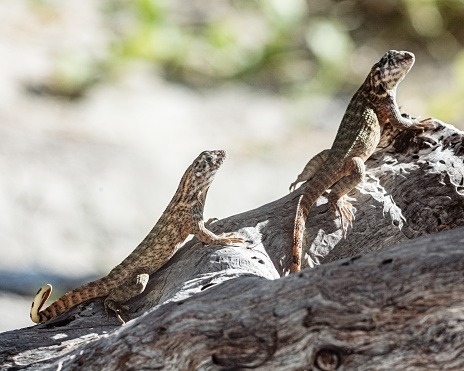 BİR BUCAKLIK HAYATIN GÜNLÜĞÜNDEN: YAŞAM, AÇLIK VE SUZUZLUK