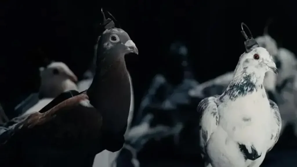 Rusya’dan Şaşırtan Teknoloji: “Biyo-Drone” Güvercinler Tanıtıldı!