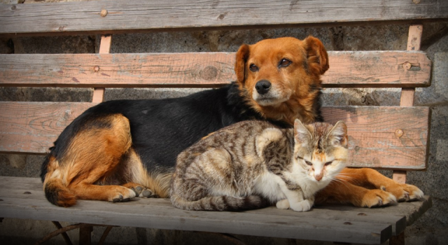 Sahipsiz Patiler Derneği’nden Can Dostlar İçin Büyük Fedakârlık!