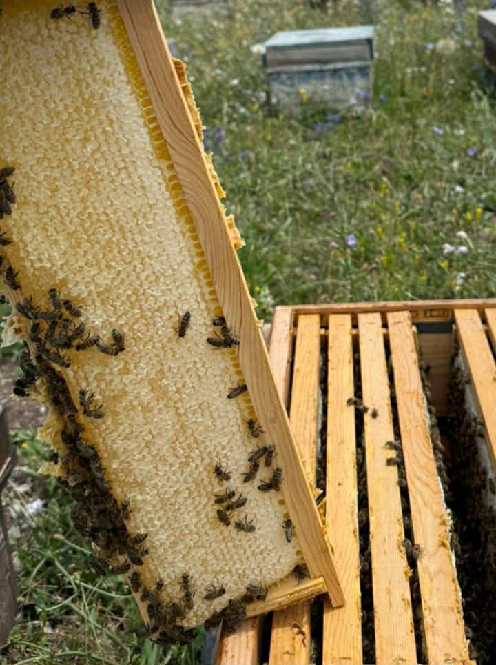 ARI İLE ÇİÇEĞİN ARASINA GİRİLMEZ  KARS PLATOSUNDA DOĞAYA SAYGILI ARICILIK