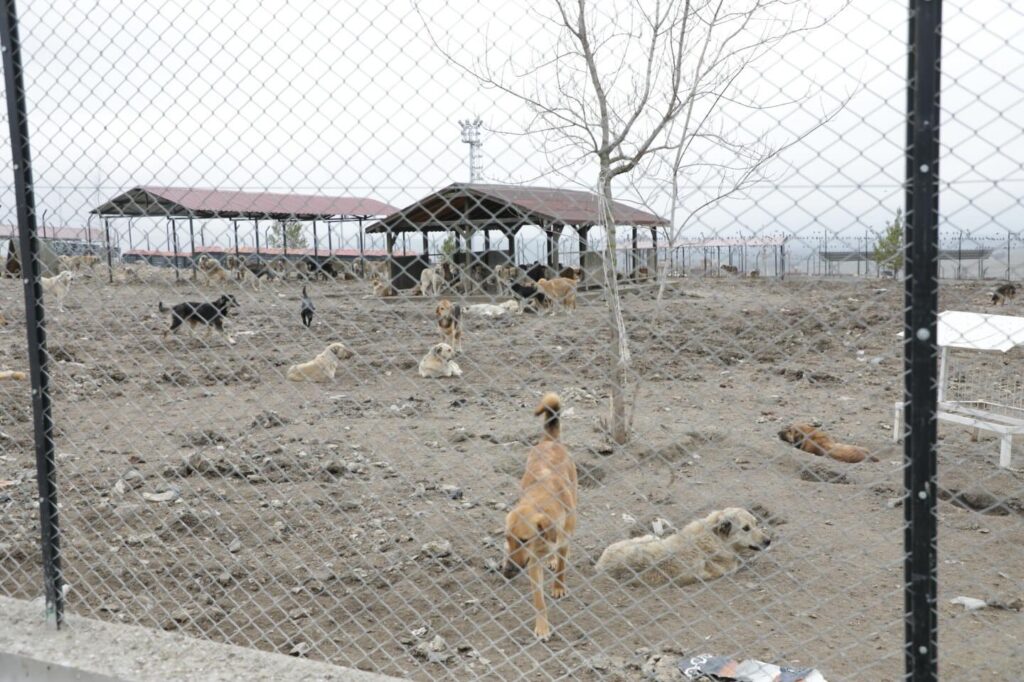 Kütahya Valisi Musa Işın’dan Sahipsiz Hayvan Barınaklarına Yakın Takip