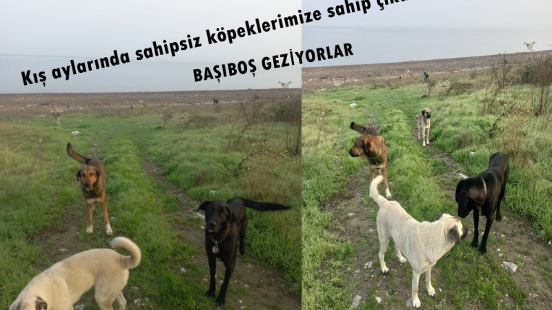 KIŞ AYLARINDA NASIL KORUNCAKLAR.?