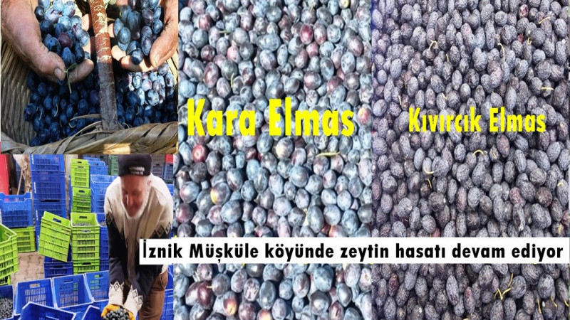 Kıvırcık Elmas Müşküle’de Toplanmaya Devam Ediyor