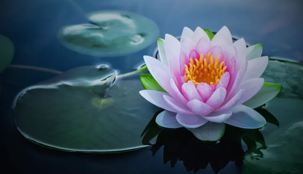 LOTUS ÇİÇEĞİ GİBİ, ÖZÜ KİR TUTMAYANLARIN ONURLU DURUŞU…