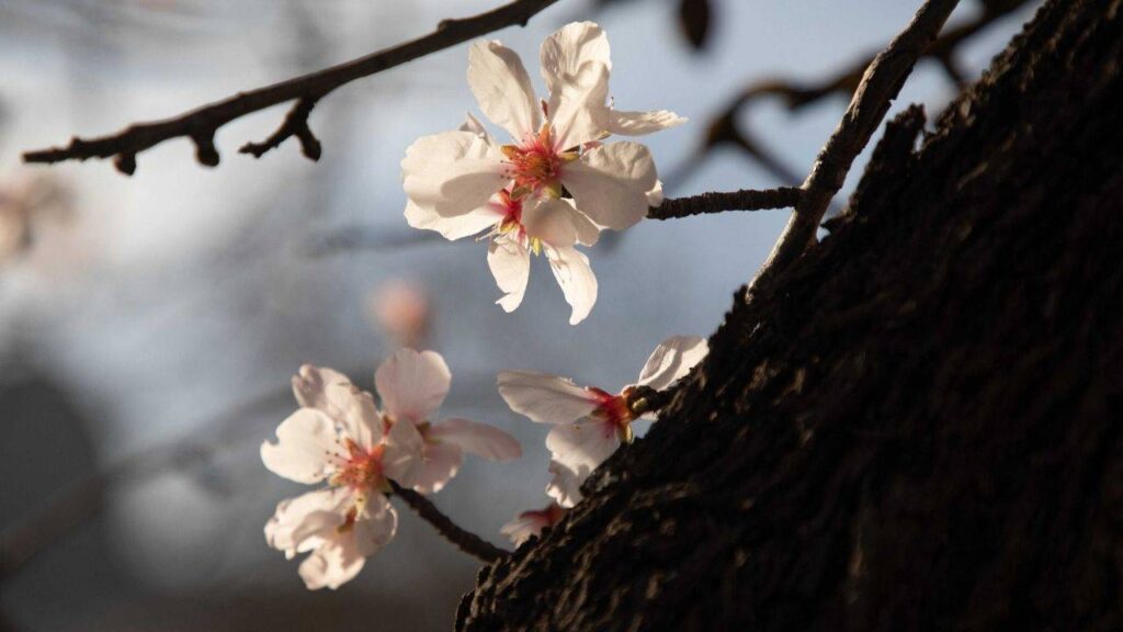 “Cemre İnsanlığa Düşsün”