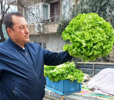 İznik’te çiftçi 3kğ Marul yetiştirdi.