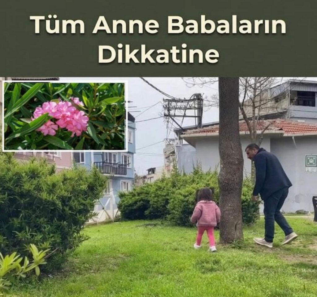Bursa’da Parkta Tehlike: Zehirli Bitki Faciası Son Anda Önlendi