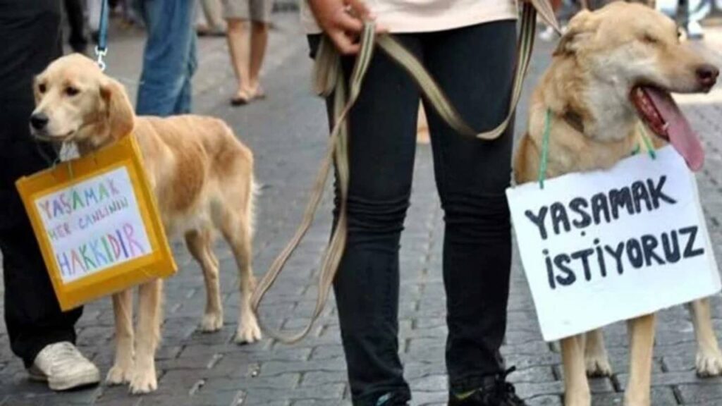 Bursa’da Hayvan Hakları Savunucularından Sokak Hayvanları İçin Protesto