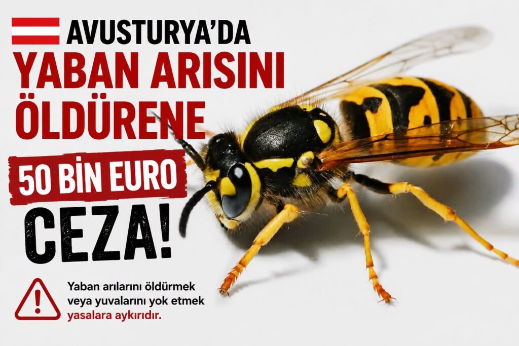 Avusturya’da Yaban Arısını Öldürene 50 Bin Euroya Kadar Ceza