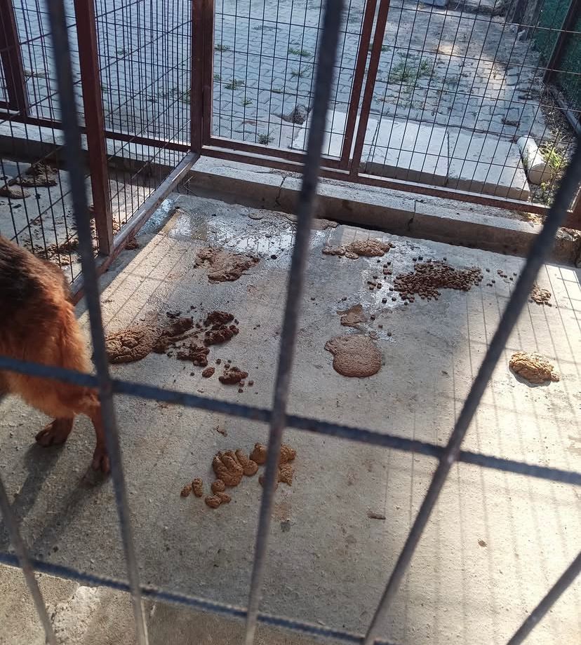 Gemlik Umurbey Rehabilitasyon Merkezi’ne ilişkin görüntüler tepki çekti: Hayvanseverlerden belediyeye açıklama çağrısı